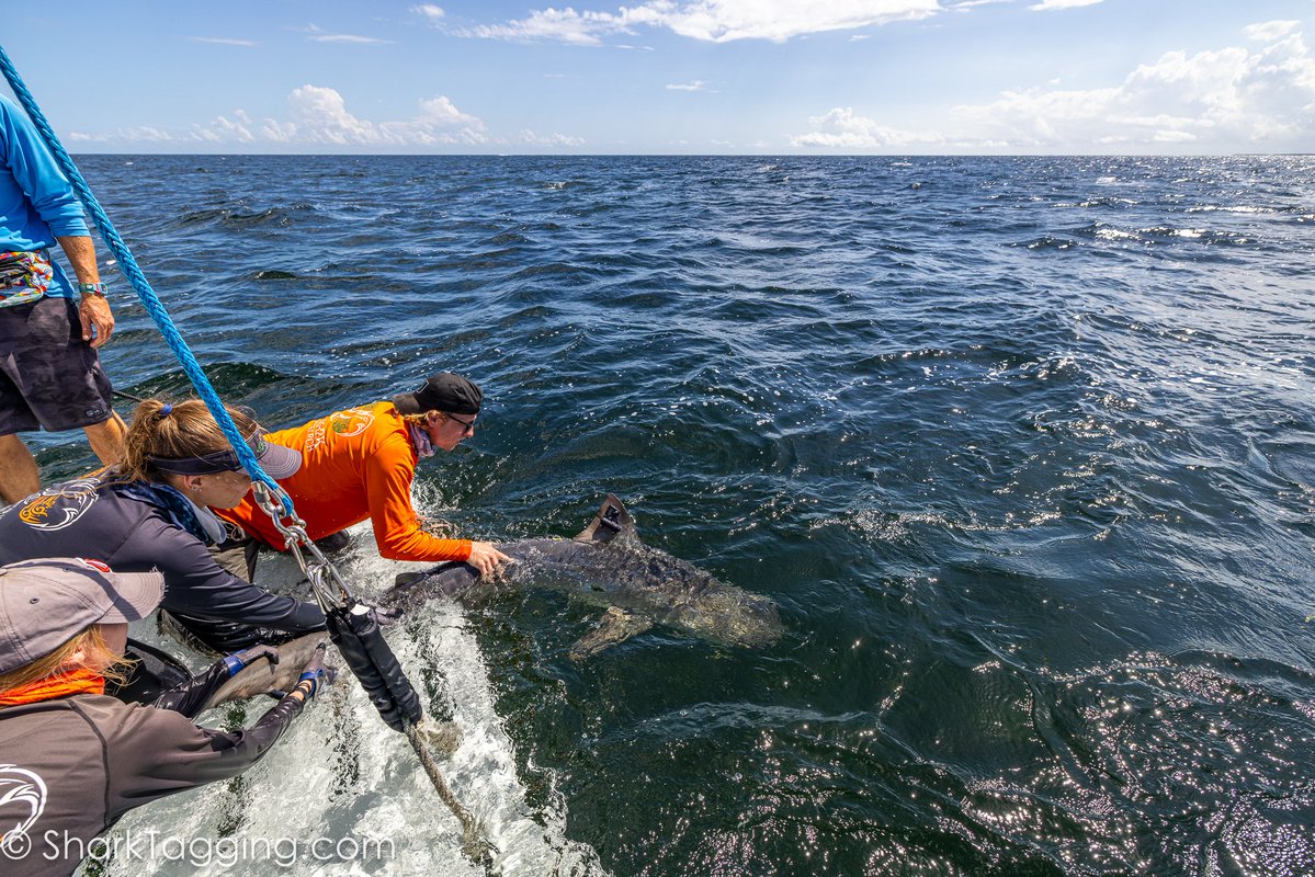LotekWireless's tweet photo. 🦈💦 University of Miami's Shark Research & Conservation Lab have been busy tagging tiger sharks with our #KiwiSat Argos fin tags — revealing where these ocean predators really roam. Each time a fin breaks the surface, a new piece of their journey comes to light. 📍✨

Dive into more behind-the-scenes shark research at @sharktagging 

📸Photo credit: Miles Lubas

#AdvancingWildlifeScience #LotekTelemetry #SharkScience