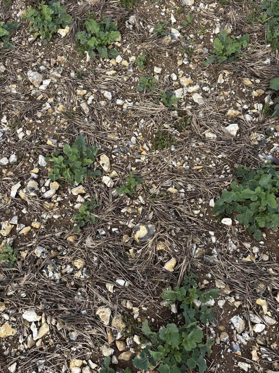 Todd Jex tweet media