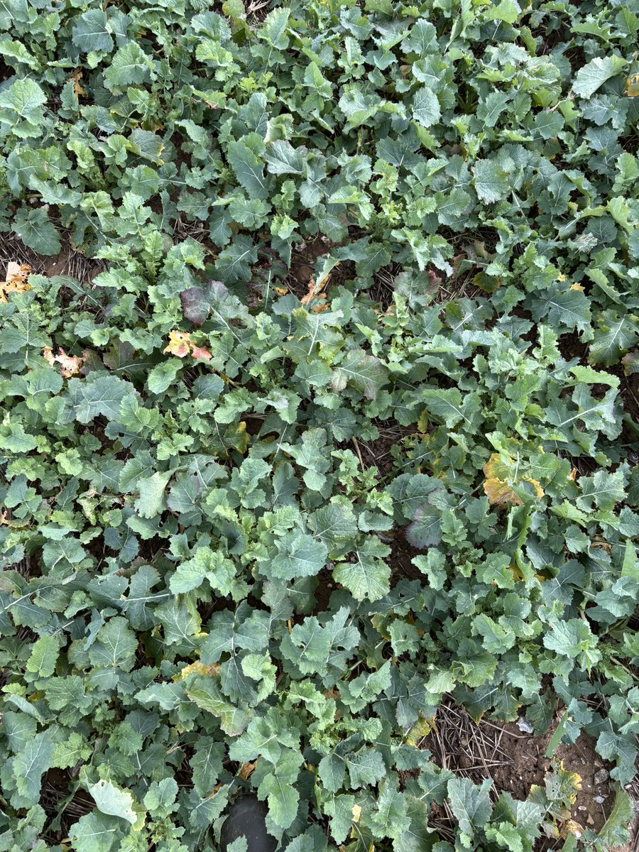 Todd Jex tweet media