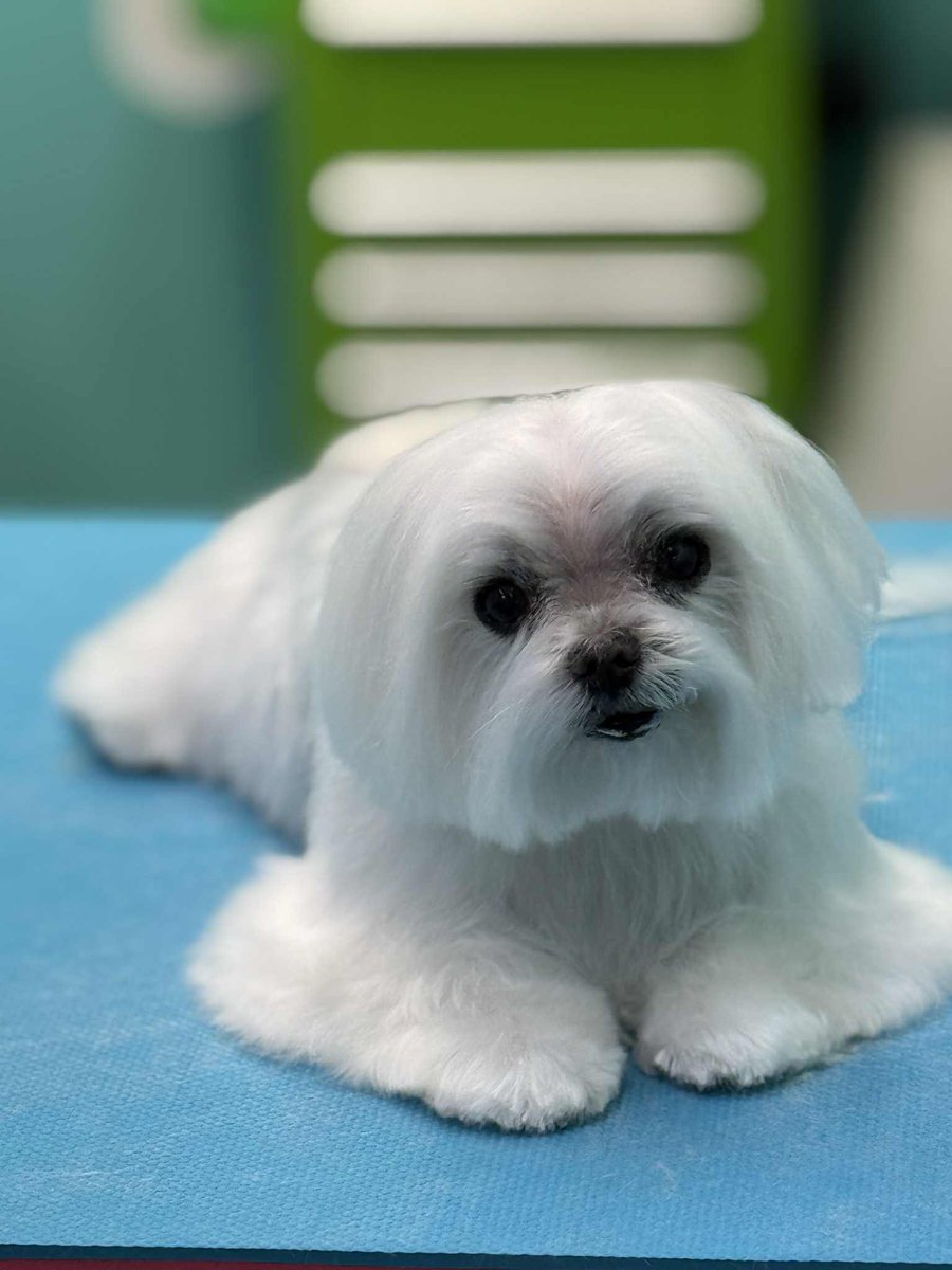 charlesinohio's tweet photo. Our little Maltese, Secret, had two blood draws today to test for Addisons disease. Please give her a like as encouragement. We all thank you! https://t.co/yobENzx90E