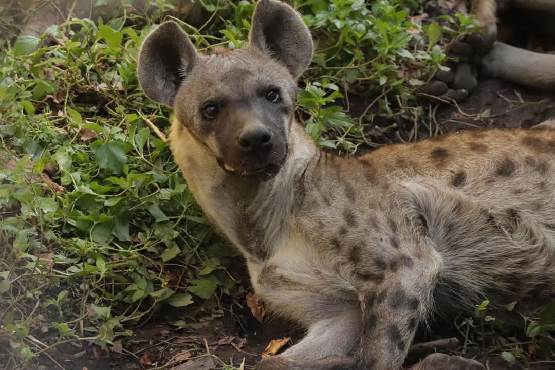 อ้าวพี่...