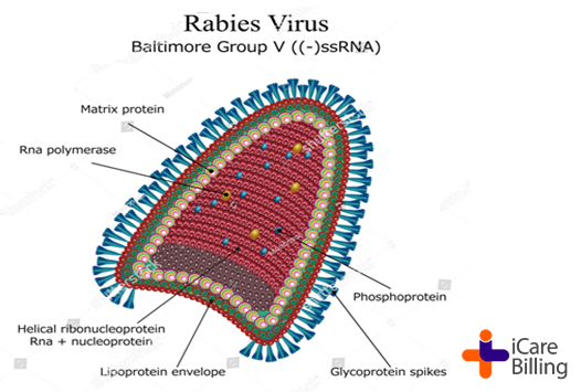 icarebilling's tweet photo. Rabies virus is a fatal, zoophytic virus that causes a progressive, acute, and fatal inflammation of the brain and spinal cord. Rabies is a viral disease that causes encephalitis in humans and other mammals.            
#icarebilling, top #medicalbilling company https://t.co/rRRWCpWvVi