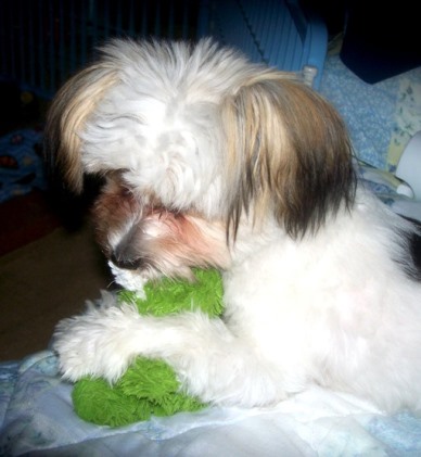 Oreo had a mini stroke last week. 😢

His back legs are weak, but working. Can't run/jump so we'll work on it. Since I have personal experience, I'll coach &amp; Al's cheerleading. 🐊📣

Pawsitive thoughts &amp; good vibes are welcomed. He was there for me, I'll be there for him.  🐾💞🥰