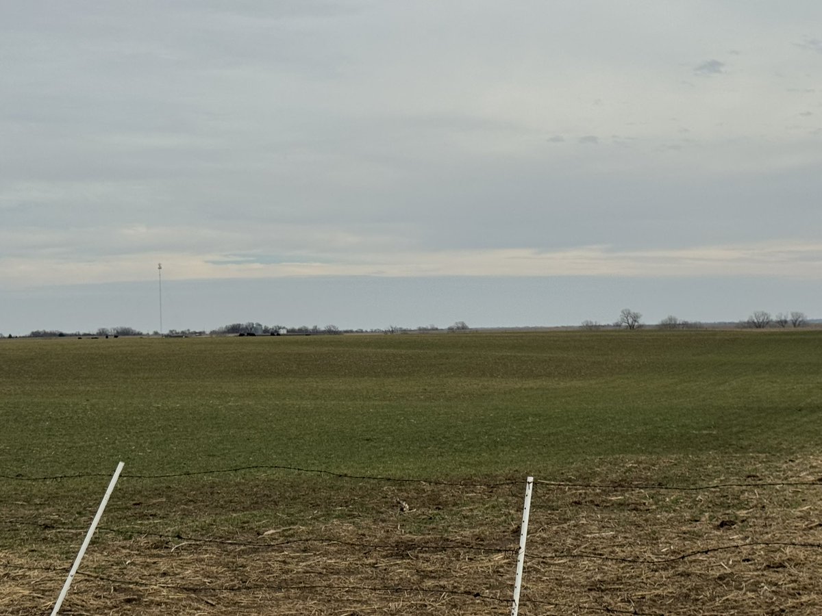 Green up in Taylor Co Iowa, February 17, 2026.  It’s pretty dry judging by the fill on ponds.