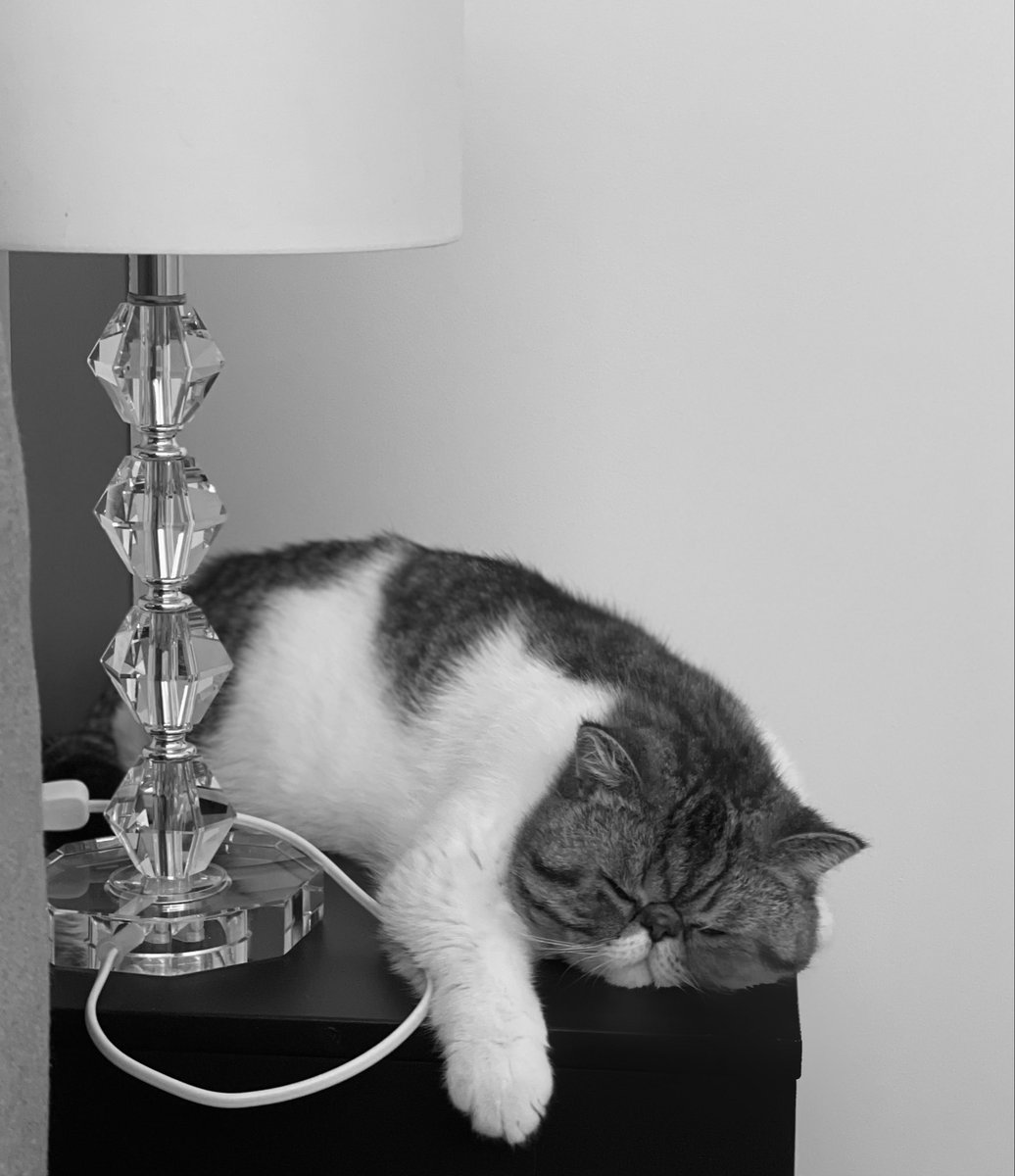 MPiaRandelli's tweet photo. “Anche il più piccolo dei felini, il gatto, è un capolavoro.” Leonardo Da Vinci #giornatanazionaledelgatto https://t.co/bupWc74yjT