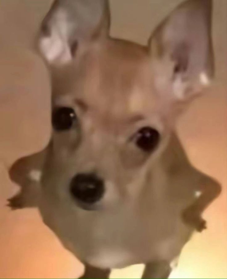 ju ･ﾟ☆ 🏷JULIANA (Thais formagio) tweet media