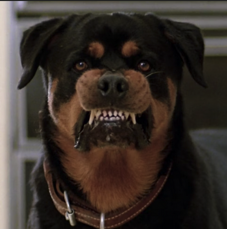 Rocky says, Islam isn't a religion. It's a Deaths Cult for Murderers, Rapists, incest. ¿pedophiles