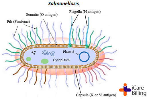 icarebilling's tweet photo. Salmonellae is a bacterial infection, primarily affecting the intestinal tract, caused by Salmonella bacteria. It's a common form of food poisoning, often resulting in diarrhoea, fever, and abdominal cramps.                    
#icarebilling, the best #RCM Company https://t.co/OTkWYKj2uu