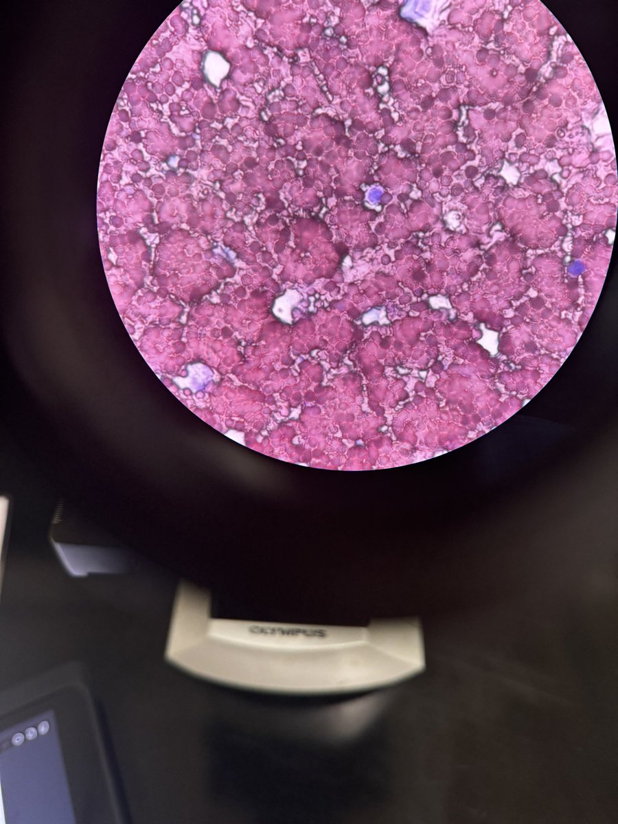 سديم tweet media