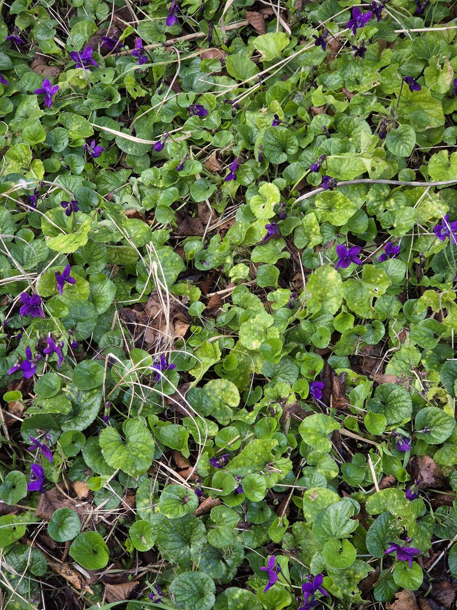tugatripeira's tweet photo. #SpringIsComming 🙏💫🌱🫶🔥 https://t.co/hkqJZ4Fte4