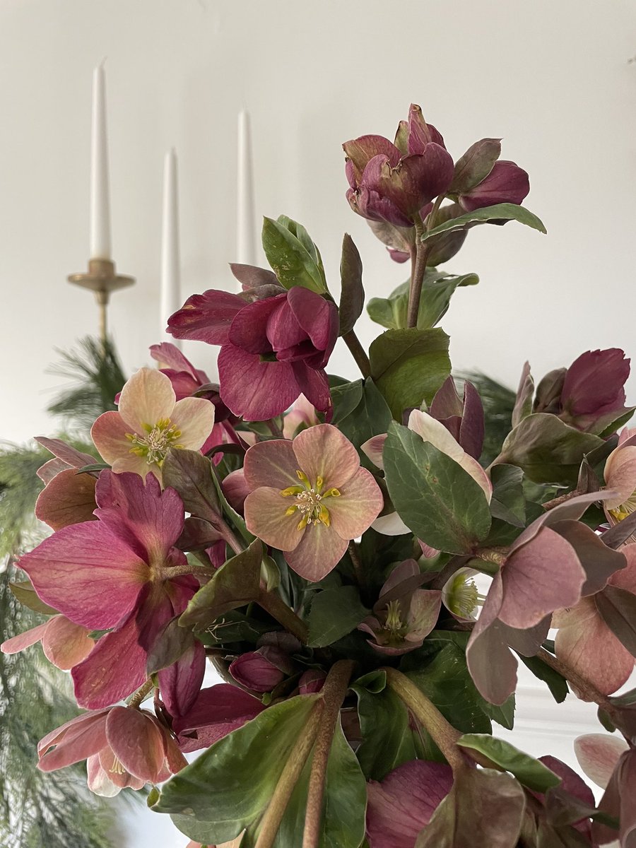 alyssaleann's tweet photo. hellebores, I love you https://t.co/iSGwheY5Yf