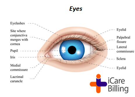 icarebilling's tweet photo. An eye is a sensory organ that allows an organism to perceive visual information. It detects light and converts it into electro-chemical impulses in neurons. The eye is an organ that receives light and visual images.          
#icarebilling, best #medicalbilling solution provider https://t.co/UPIhTLuouK