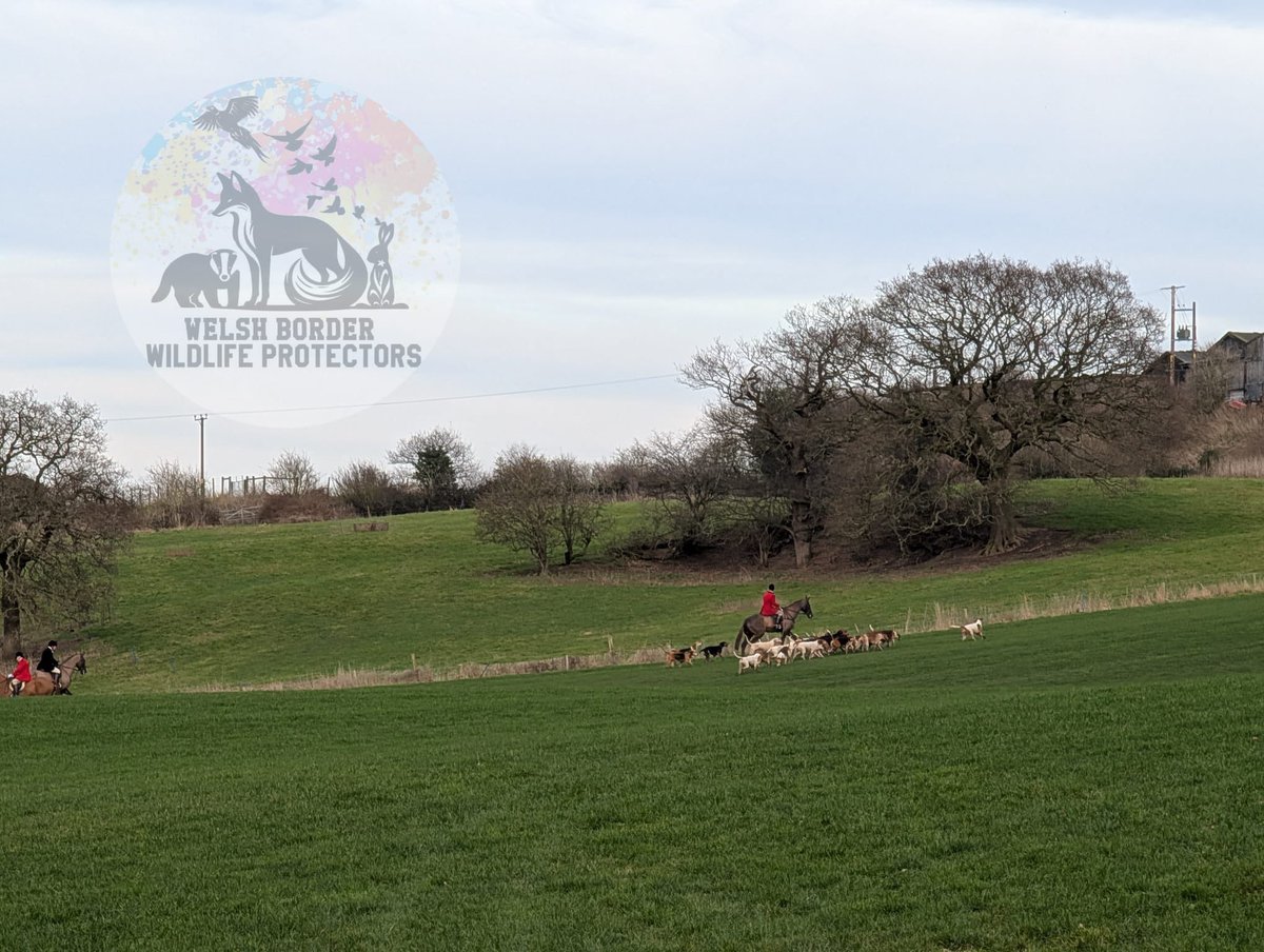 Welsh Border Wildlife Protectors tweet media