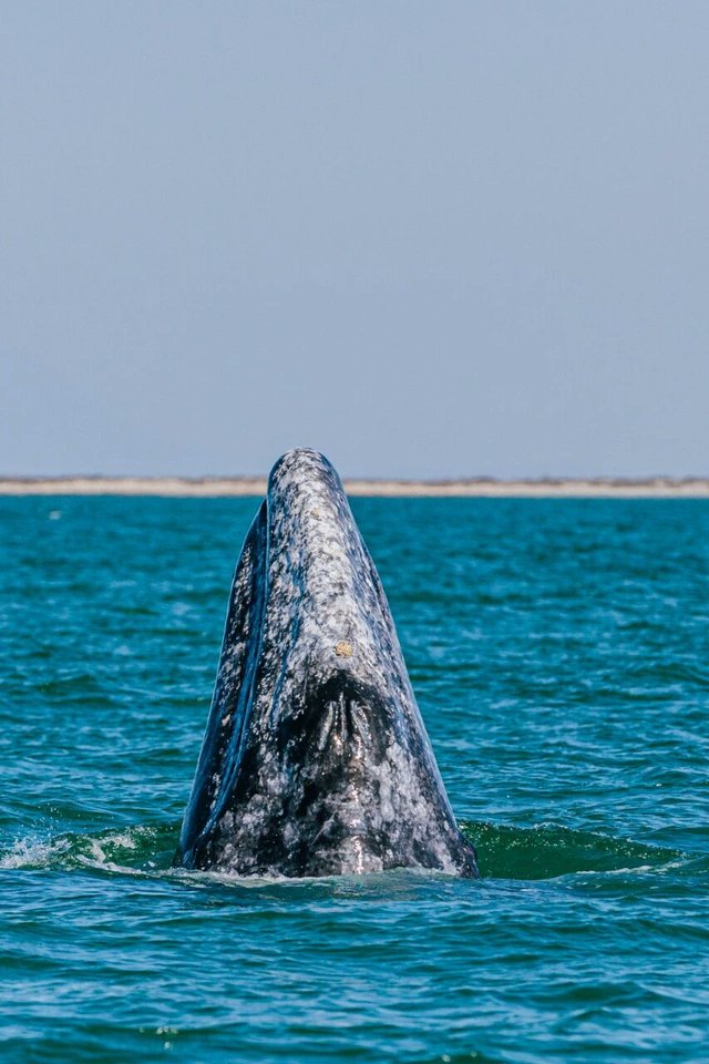 Crystal Cove Conservancy tweet media