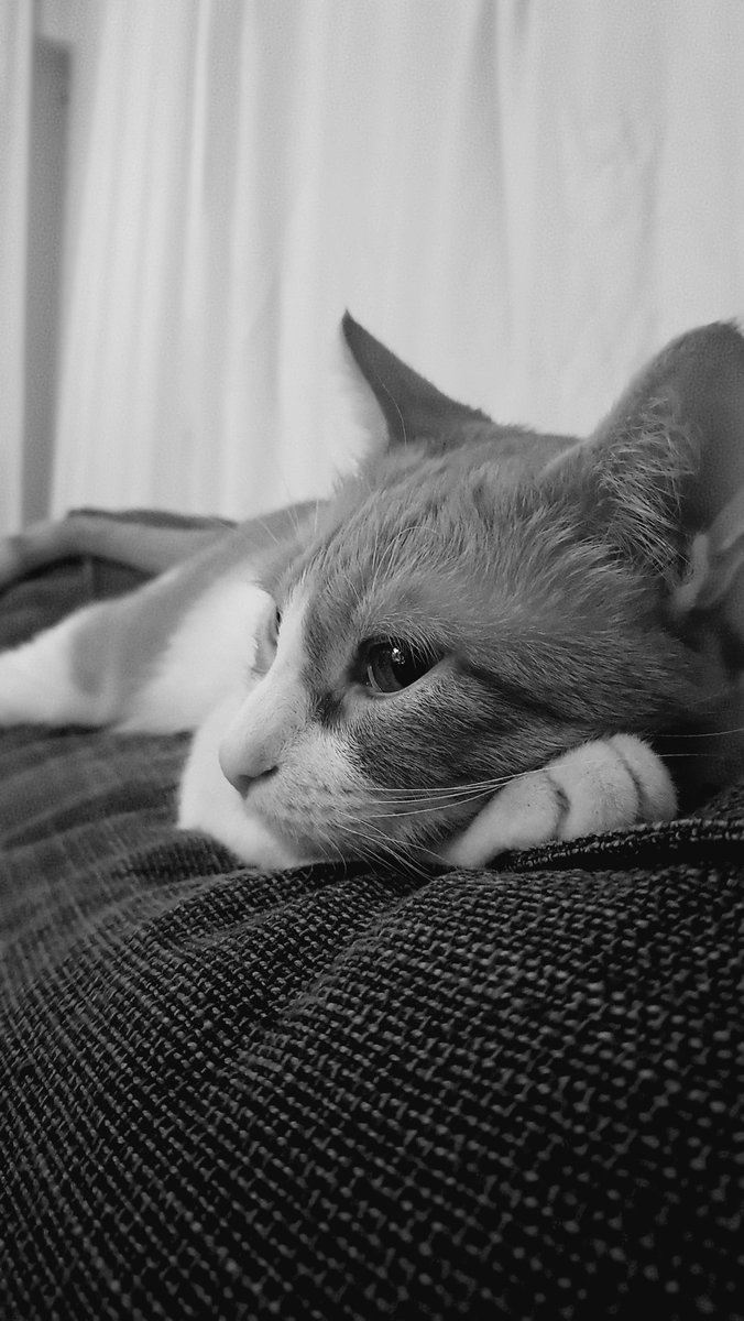 #kedilergünü
Mayki.... 🐯
Günün kutlu olsun