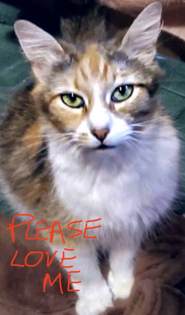#forgottensoulshour 
Hosted by <a href="/AdoptRescueCats/">Adoptable Rescue Cats in California</a> 

Please help sweet, loving, very lonely #FIV+ IVY, just 6yrs old, find a #FOREVER #HOME❤️🏡
#USA #LosAngeles #CA #cats #dogs #animals #rehomehour <a href="/MillieOTLFP/">Millie🐾🌈#oneforallandallformillie 🐾🌈</a> #rescue #AdoptDontShop 
PLEASE SHARE/RT ✔️

RT<a href="/TheCatsMeowInc/">The Cat's Meow</a> <a href="/sachikoko/">Renee' Martin</a>
