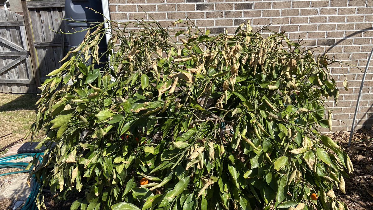 NCGardening's tweet image. After 5 long weeks, it is FINALLY warm enough to remove my plant covers…OOOF… 😬

———
#fruittrees #citrus