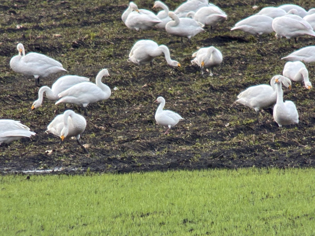 Jamie Everett tweet media