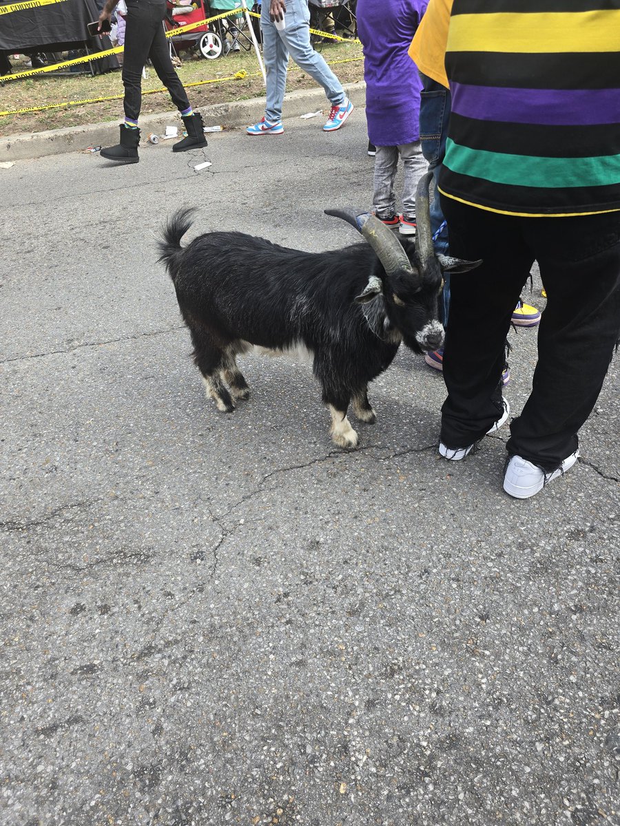 Saw a goat at mardi gras