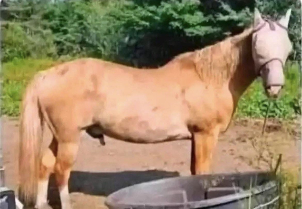 Why would someone name this horse as Donald Trump?
So strange! 🤔