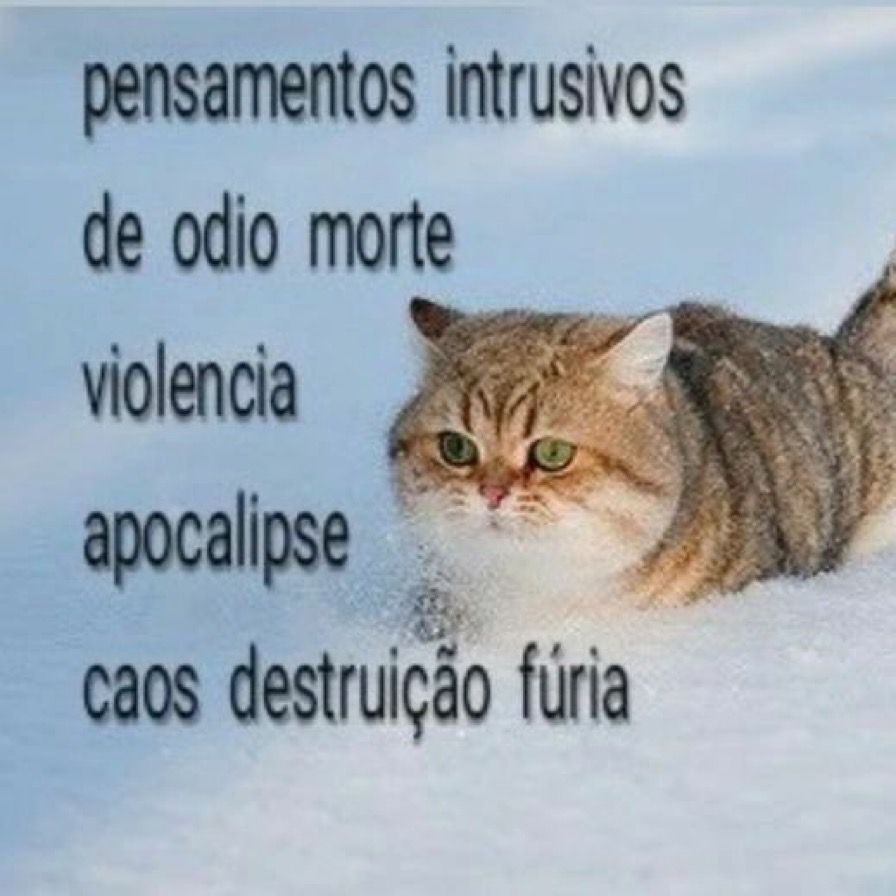 perfil dedicado a gatinhos e peitos (@odeiootaco) on Twitter photo 