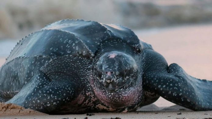 #17Feb #Venezuela #MedioAmbiente
Expertos alertan que construcciones ilegales en Playa Parguito, Margarita, impiden que la tortuga cardón desove, obligando a las hembras a abandonar la playa. Las luces artificiales, ruido y tránsito vehicular agravan el impacto sobre el