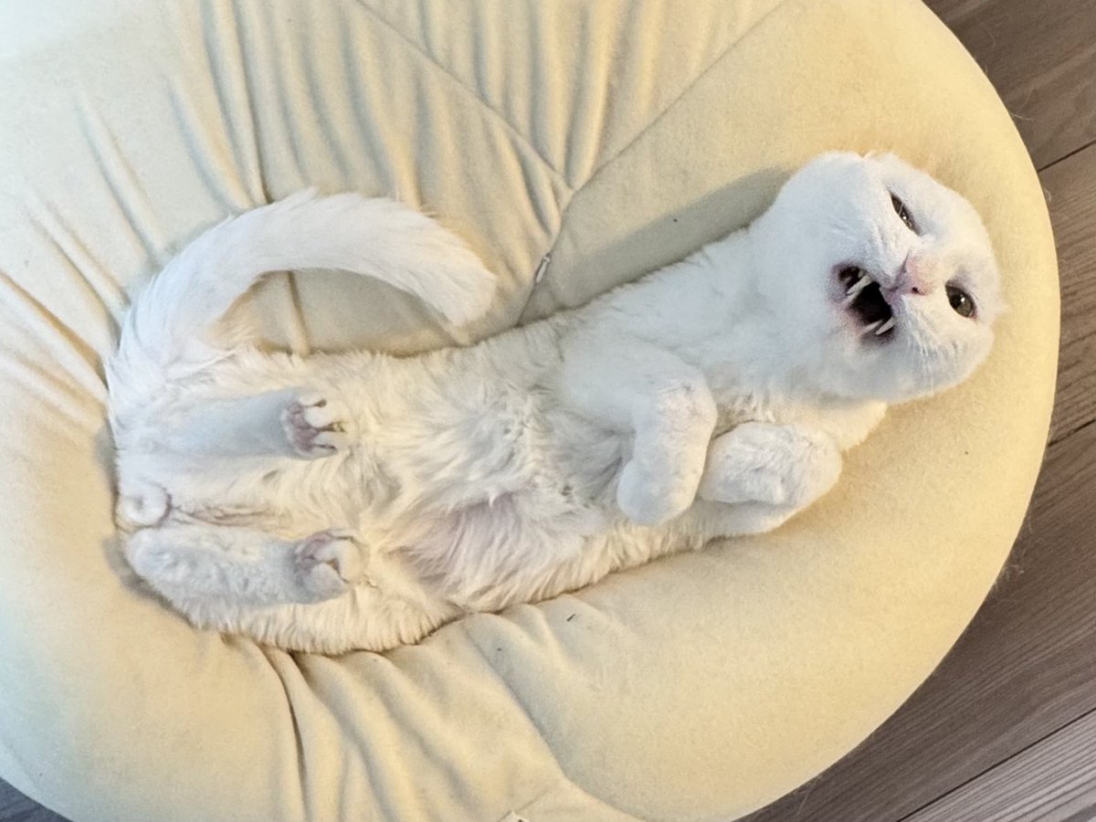 ハク様 (@hakusama0906) / Posts / X