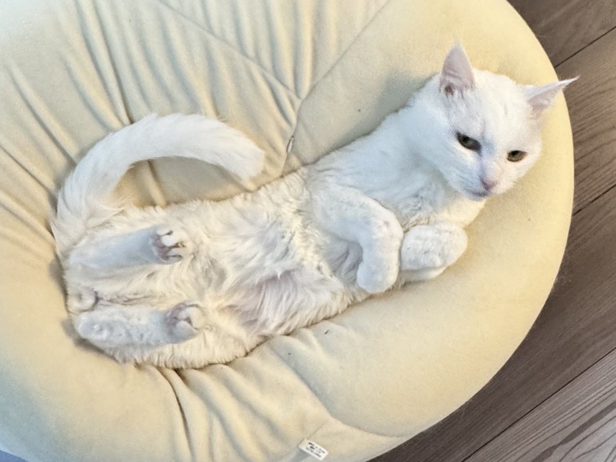 ハク様 (@hakusama0906) / Posts / X