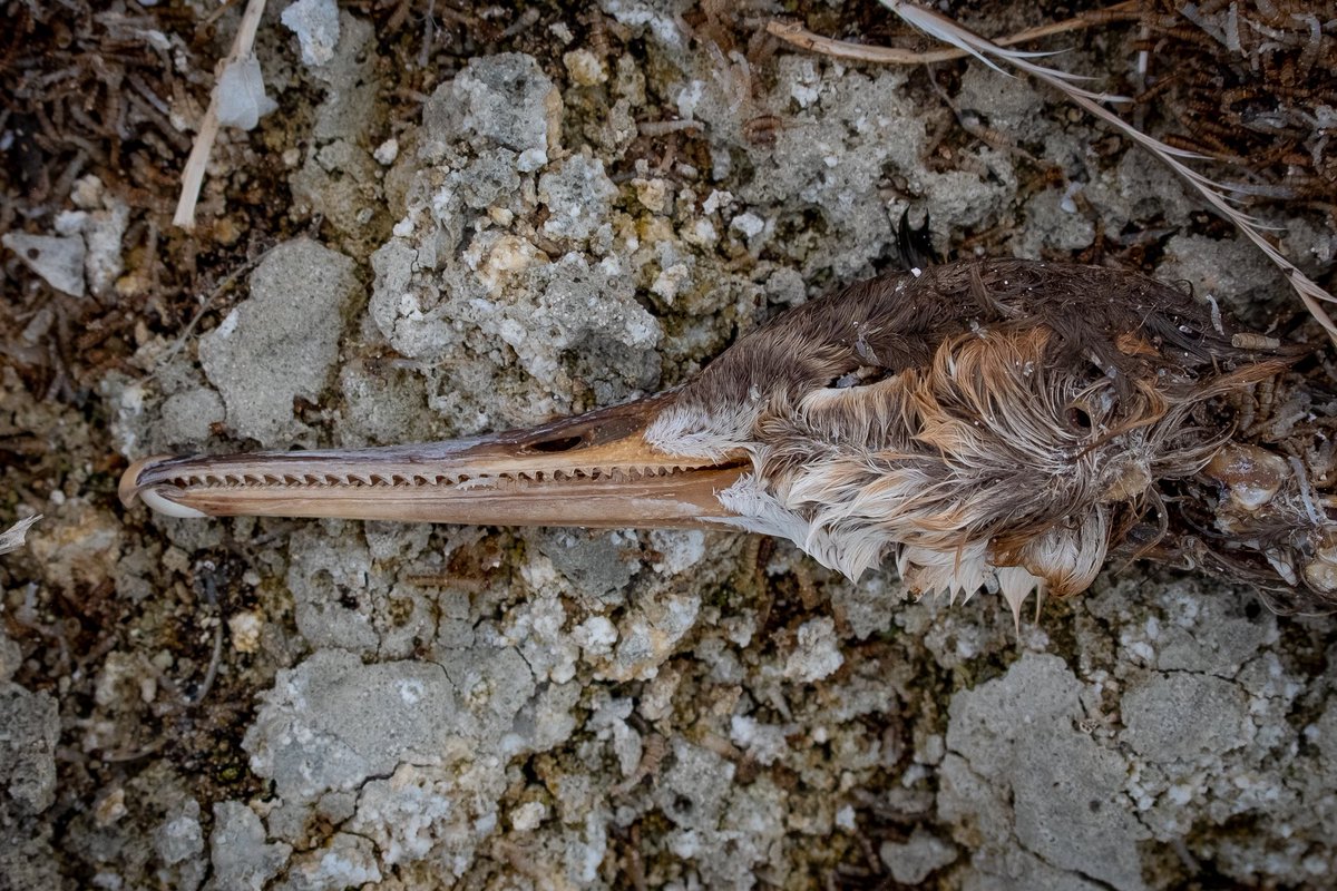 Really cool “teeth” on this merganser I found. I didn’t even know we had extant birds with serrations like this.