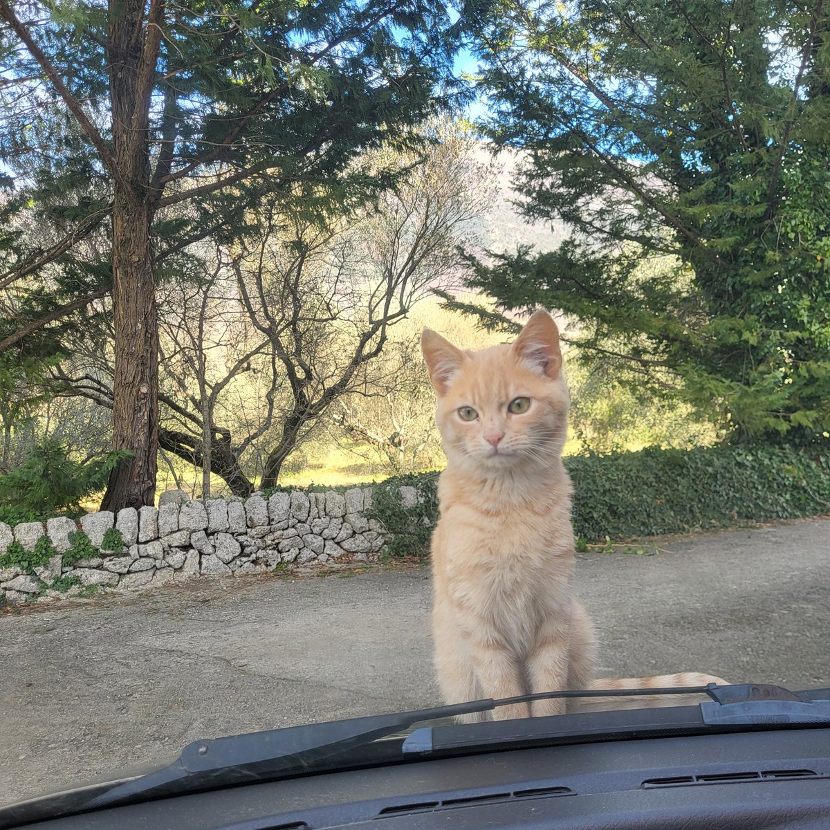 doragentile59's tweet photo. #giornatadelgatto https://t.co/7iMDYA4BAK