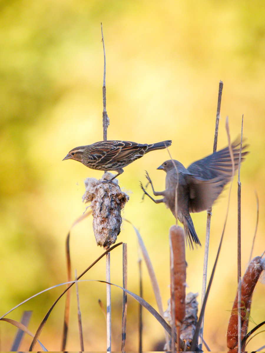 Avian Stalker tweet media