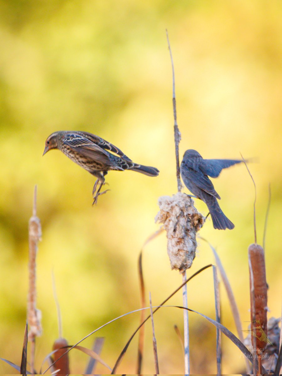 Avian Stalker tweet media