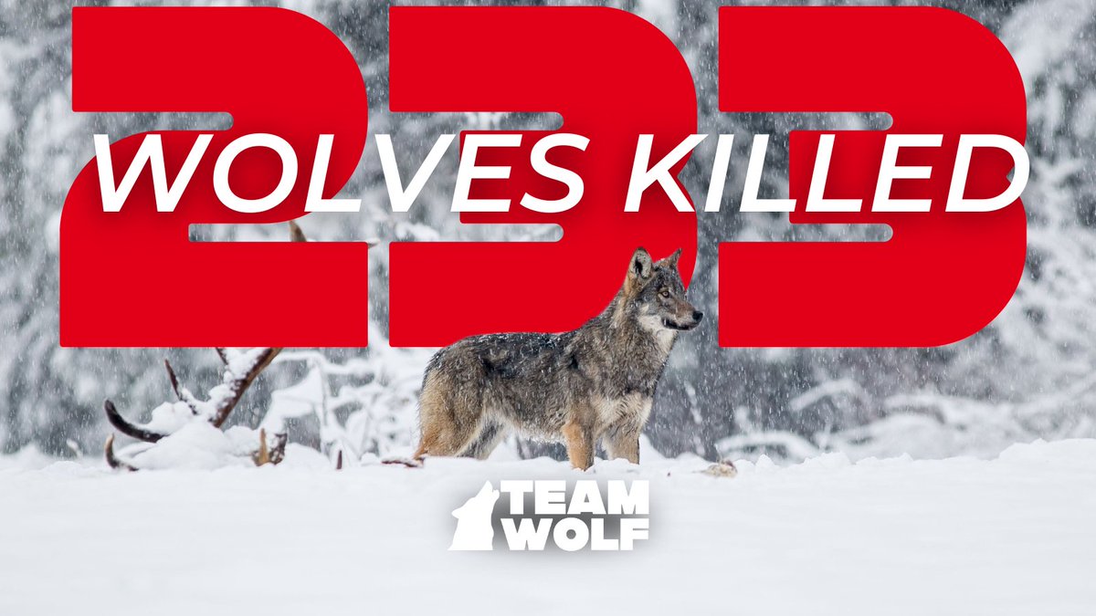 Team Wolf tweet media