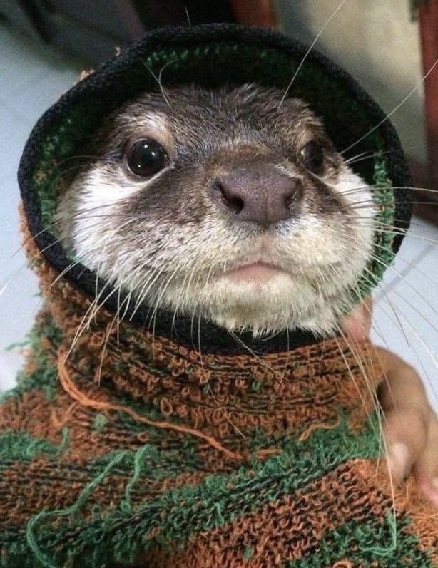 jack Wolfe as otters (@jackwolfotters) on Twitter photo 