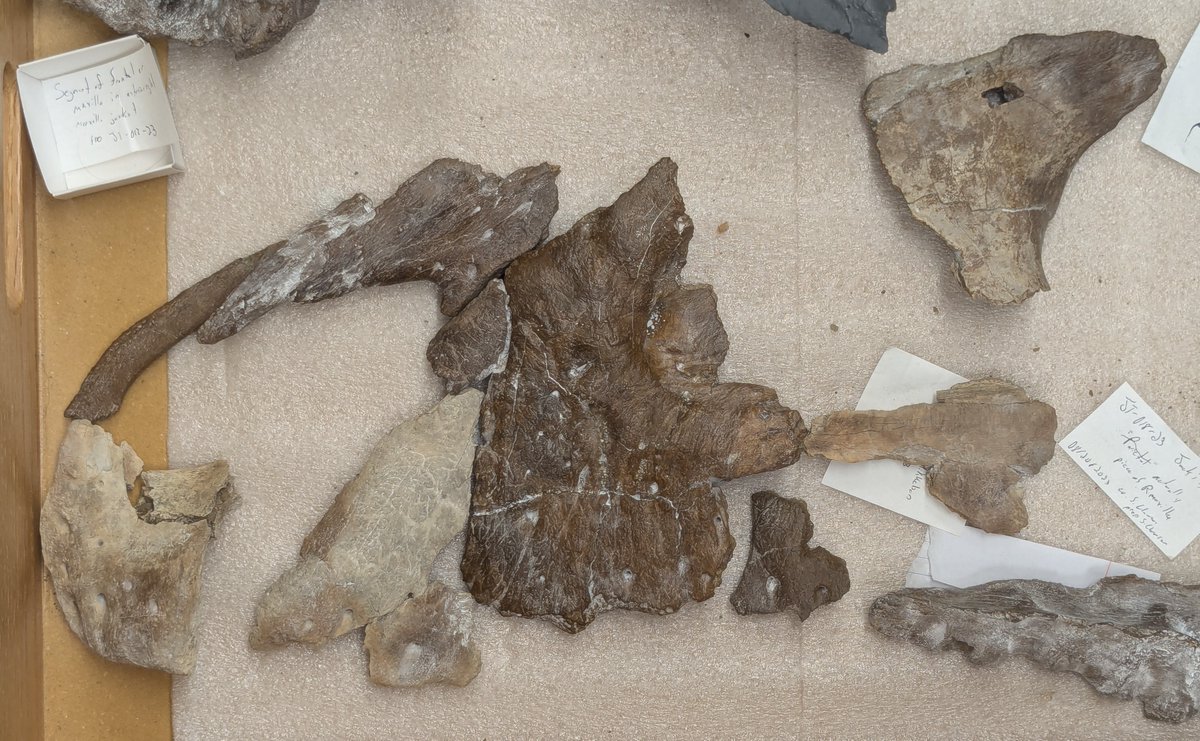 Denver Fowler Ph.D tweet media