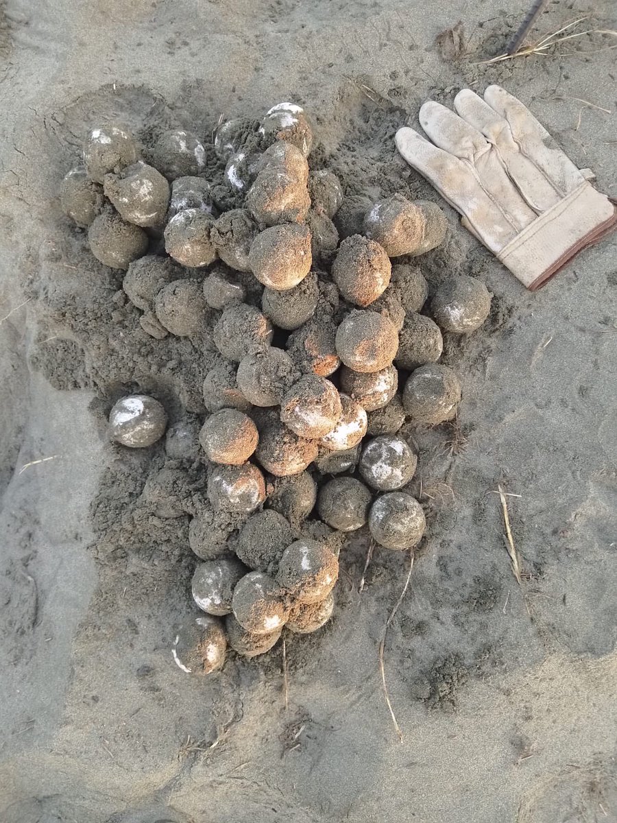 🐢🌊 ¡Continúan las liberaciones de tortuga marina en Michoacán!

En nuestros campamentos tortugueros, seguimos protegiendo nidos y acompañando a cientos de crías en su camino al mar 💚✨

#MichoacánEsMejor #Compesca