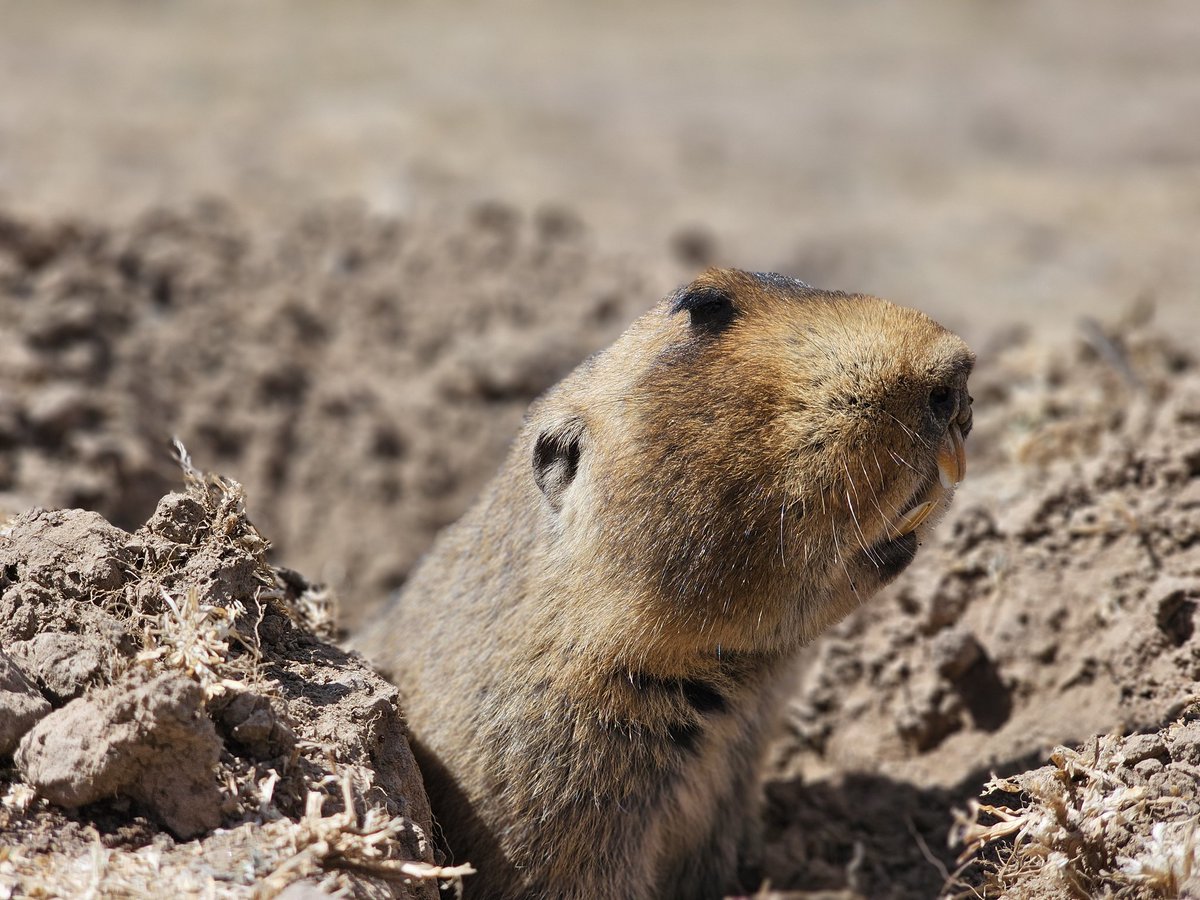 Abdi Samune tweet media