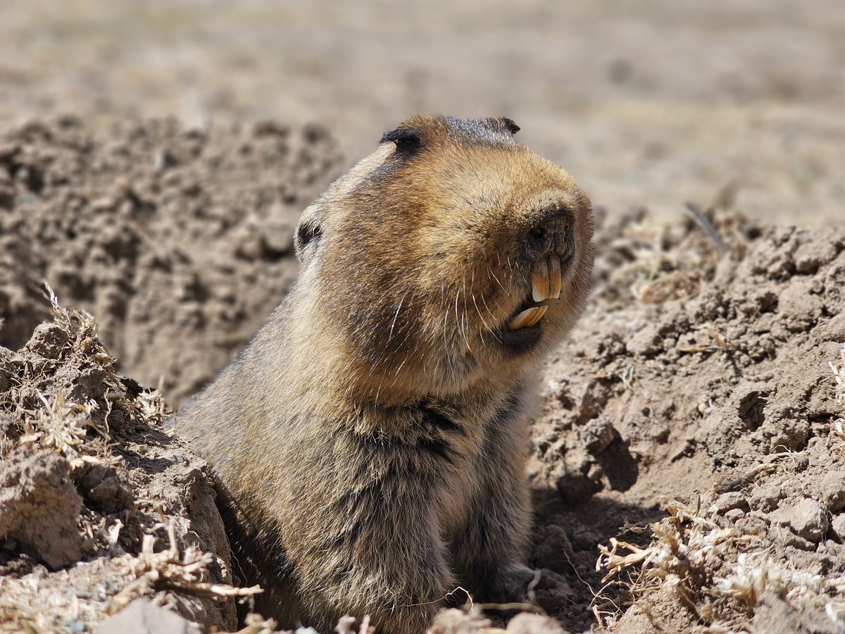 Abdi Samune tweet media