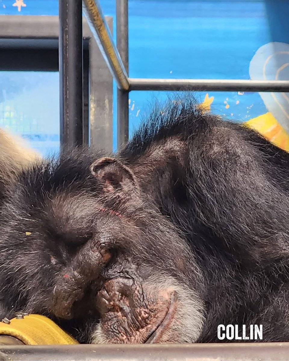 Project Chimps tweet media