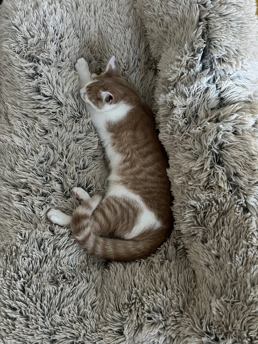 Kucing pagi siang sore bobok dan sesekali ke taman liat burung, tapi kalo malam kayak main basket, lompat-lompat, berantem trus ekornya nabrak dinding. Aduhhhhh.