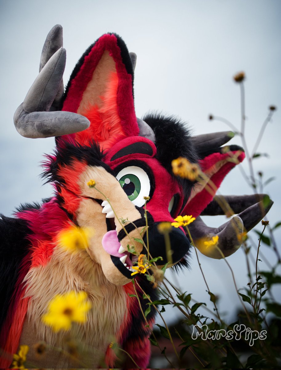 Scaddams tweet media