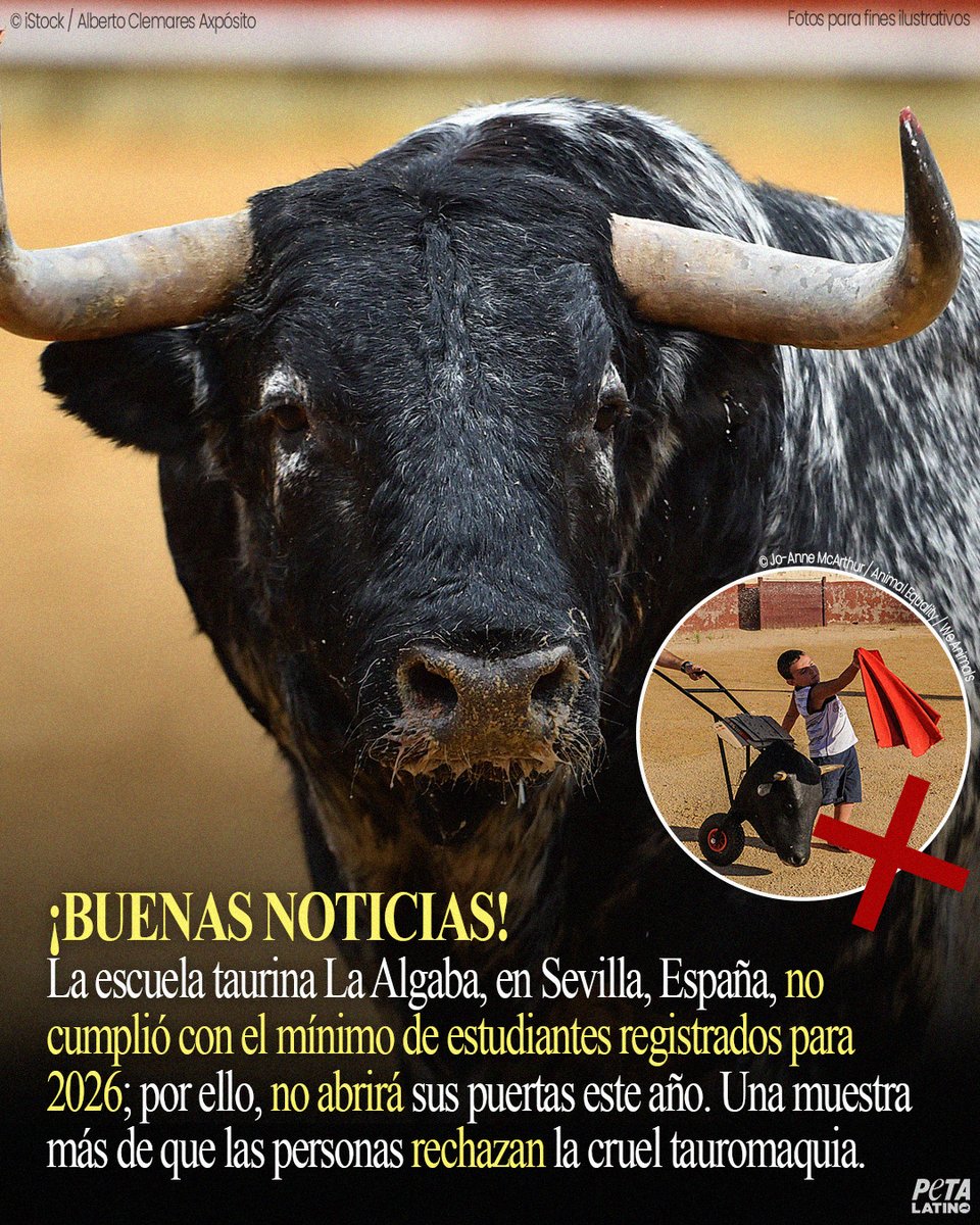 Las llamadas “escuelas taurinas” no son más que espacios de tortura donde jóvenes aprenden a torturar a toros igualmente jóvenes. 😞

🎉 Pero gracias al compromiso y la lucha constante de personas como tú, cada vez más gente reconoce que la tauromaquia es crueldad animal. Este
