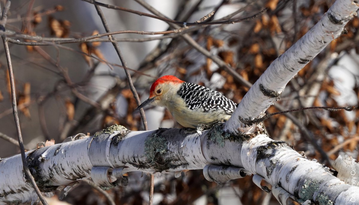The Roberta Bondar Foundation tweet media