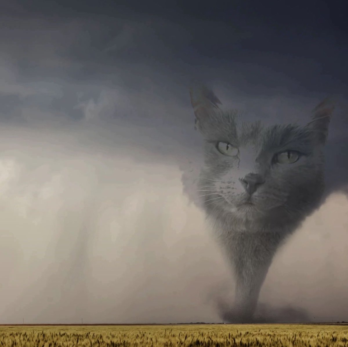 Lil Bit’s Humans tweet media