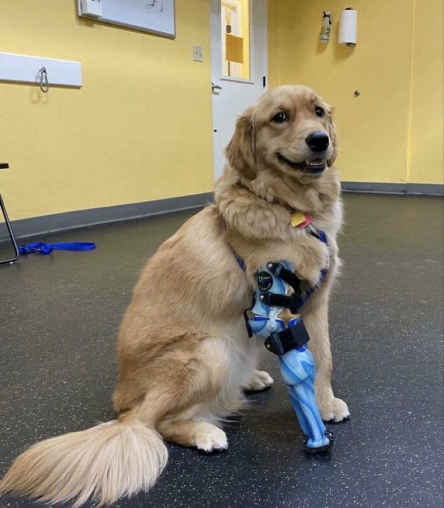 Puppieslover's tweet photo. Please don’t pass without leaving a heart ❤️ https://t.co/FhWBxqguVQ
