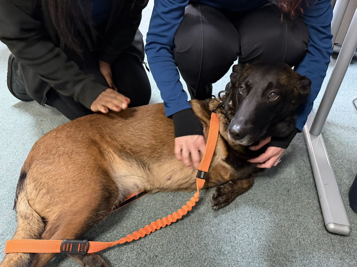 Chappers 🐾🐝 🙋‍♀️ tweet media