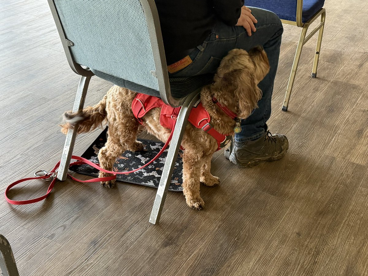 Chappers 🐾🐝 🙋‍♀️ tweet media