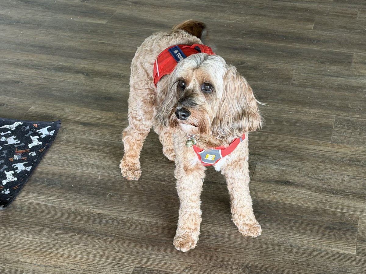 Chappers 🐾🐝 🙋‍♀️ tweet media