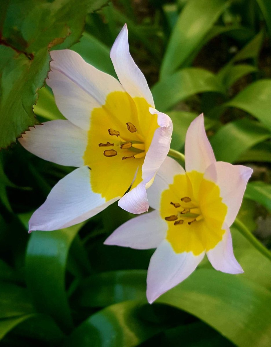 Maria Lea tweet media