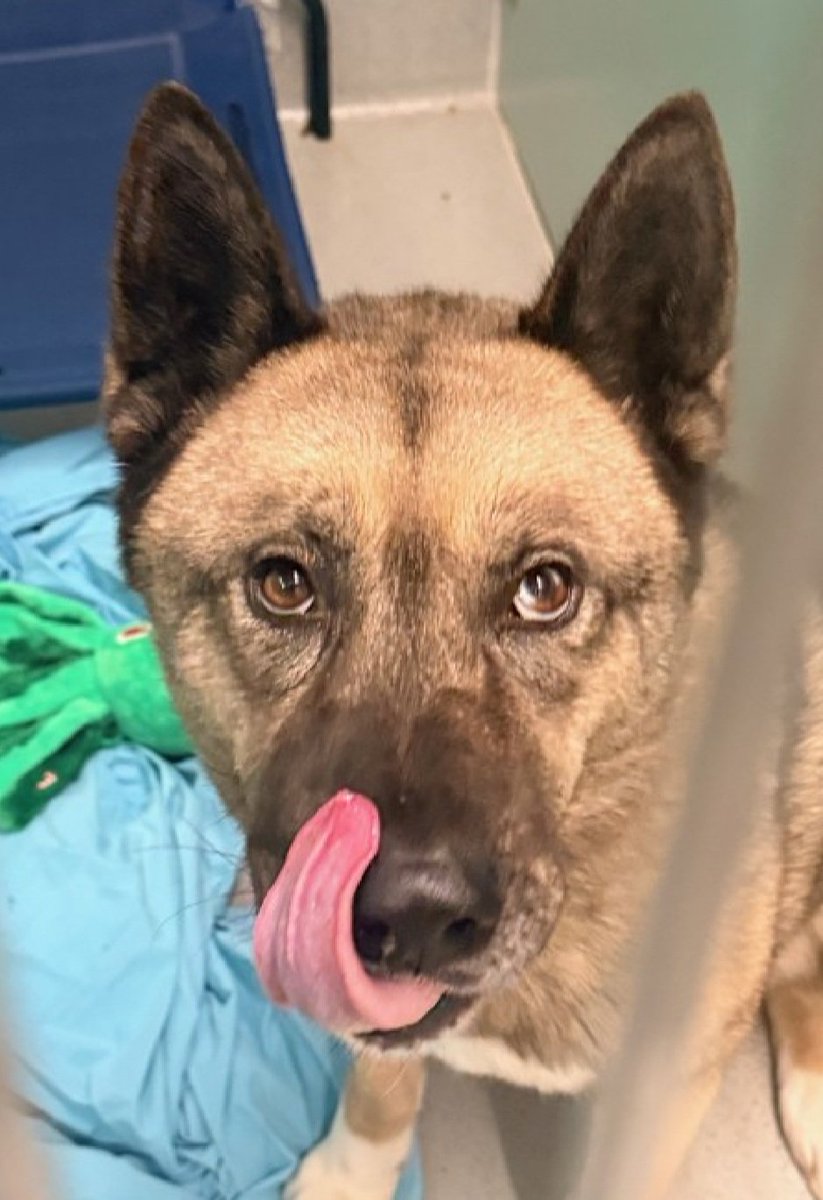 Maximus 246860
Kill Command 
#NYCACC #RescueOnly 
Getting no chances 
He is a handsome 6 yr old
Given up due to increased dog reactivity in home, nipped dog, no skin broken
Needs one on one attention from exp handler
Help save Maximus!
#Pledge4Rescue #foster #adopt